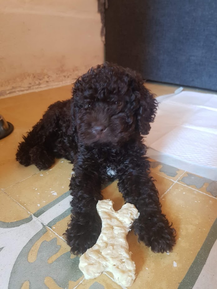 SWD puppy