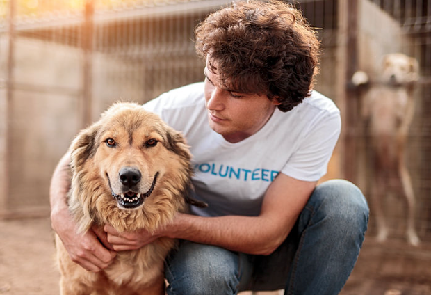 Dog Adoption in Malta