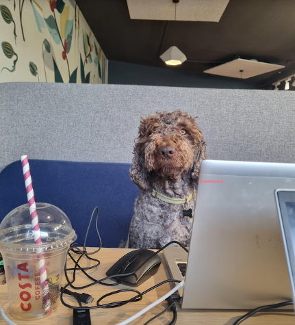 A Realistic Guide to Adult Dog Socialization
